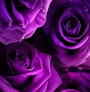 Meet your Posher, Annette